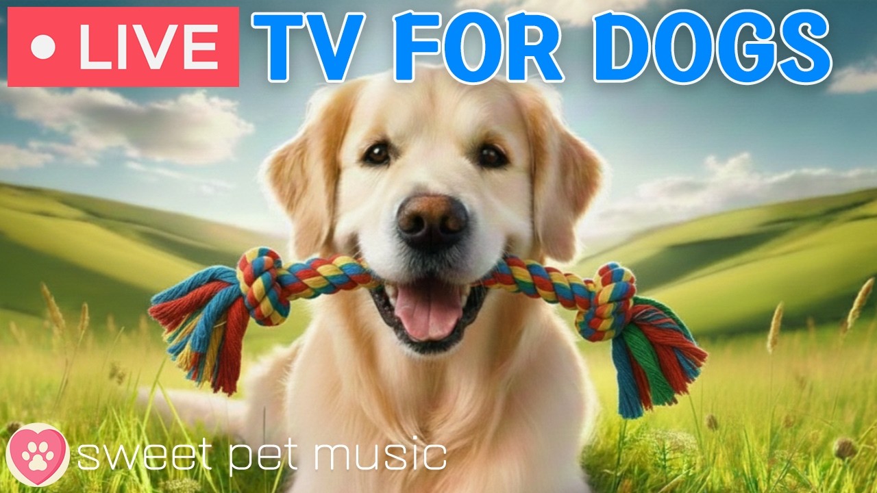 🔴24 Hours of Dog TV🎵🐶Calming Music to Help Dogs Sleep🐾🩷Soothing Music for Dogs with Stress & Anxiety