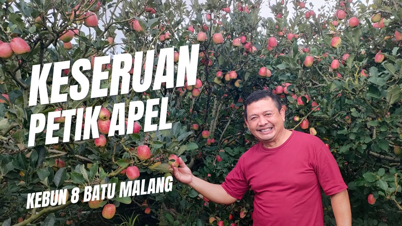 Liburan Seru Akhir Tahun 2024 di Kota Batu Malang Petik Apel Langsung di Kebun 8 Bersama Keluarga