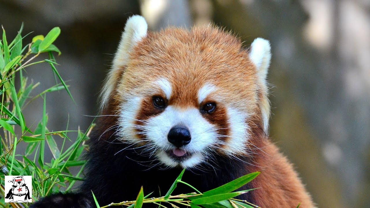 Incredibly Adorable Red Panda Playing Compilation