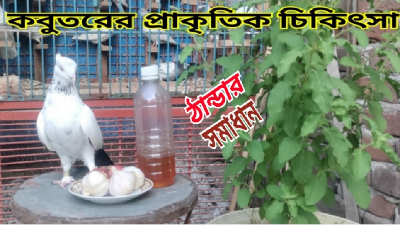 কবুতরের ঠান্ডা লাগলে প্রাকৃতিক ভাবে চিকিৎসা করুন | National Treatment For Pigeon Cold