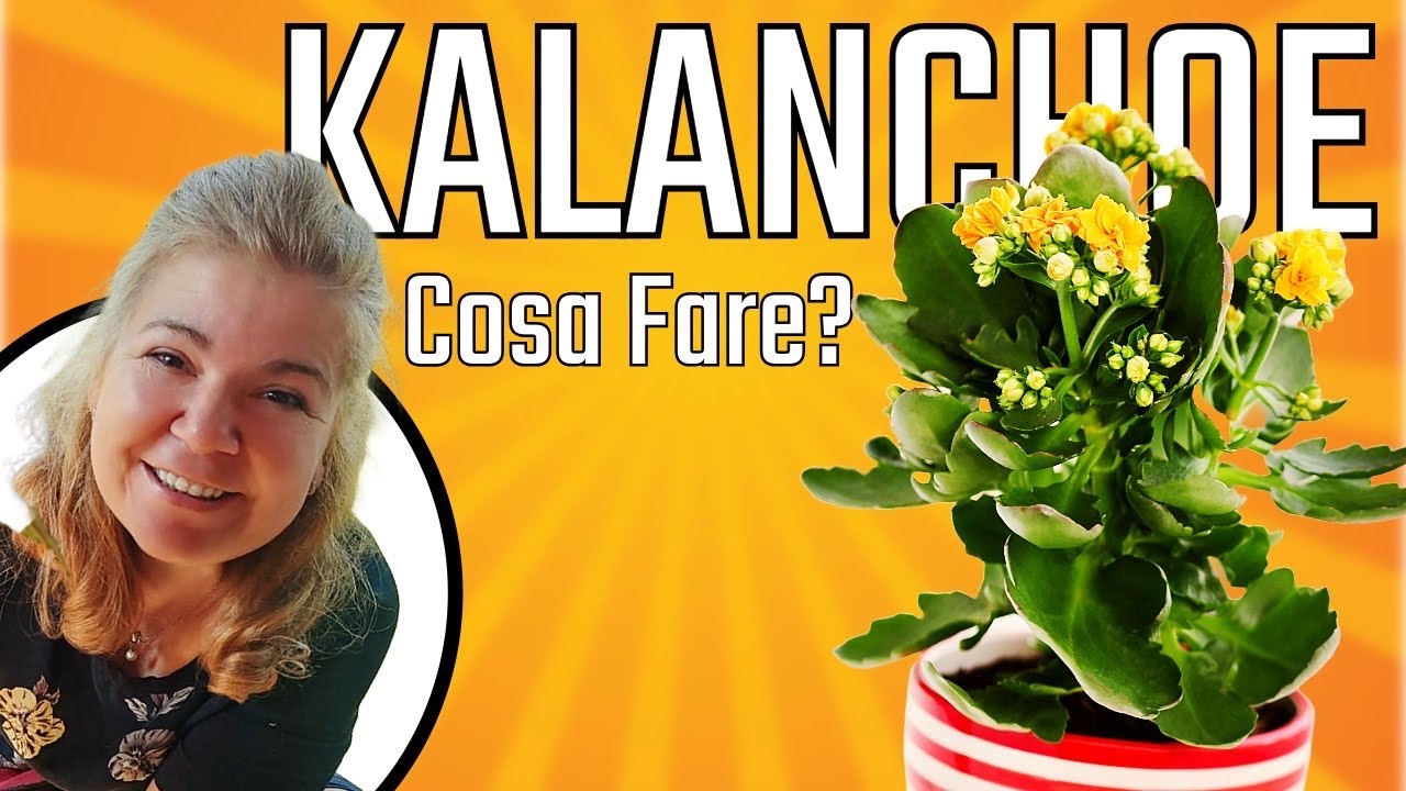 Guida Completa alla Kalanchoe: Coltivazione, Cura e Fioritura