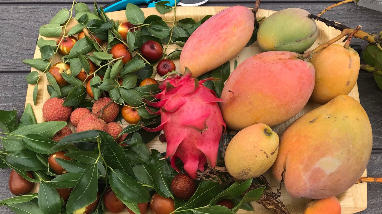 Sub / Tropical / Fruit Trees Late Summer Garden Update, Sydney NSW