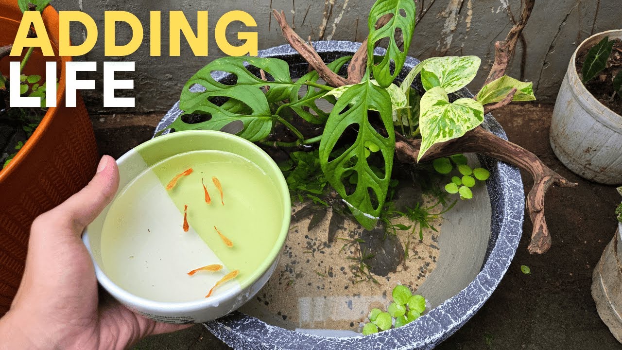 How I Built a Simple Guppy Pond for My Patio