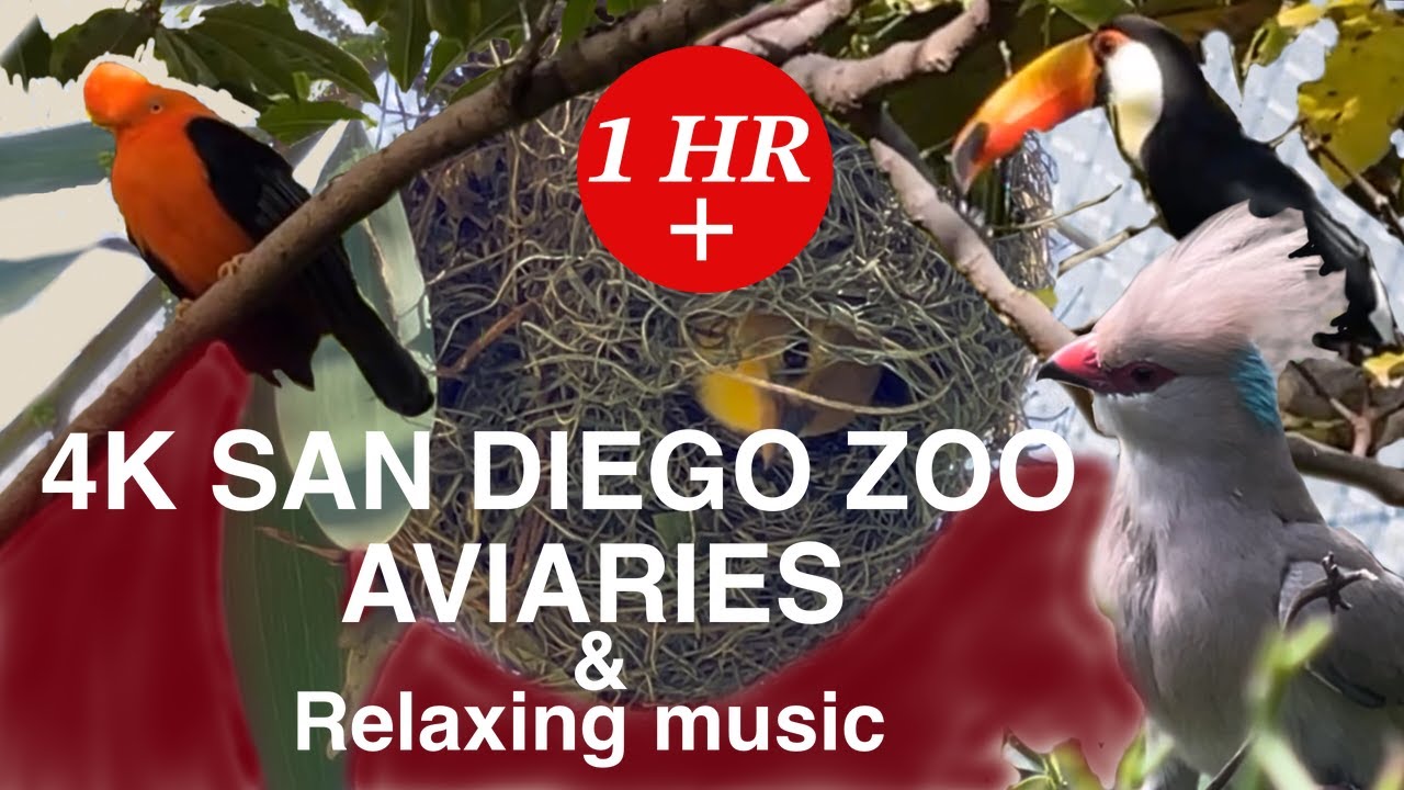 San Diego Zoo-Scripps, Hummingbird, Woodland, Owens, and Parker Aviaries. 4K with Relaxing Music