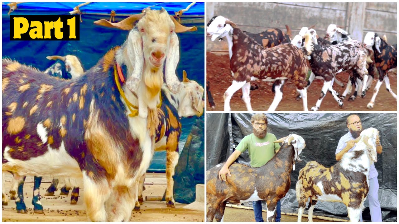 Top 50 Khassi Goats of JD Goat Farm Part 1 | Gujri Bakre Upto 144 KG Eid 2022