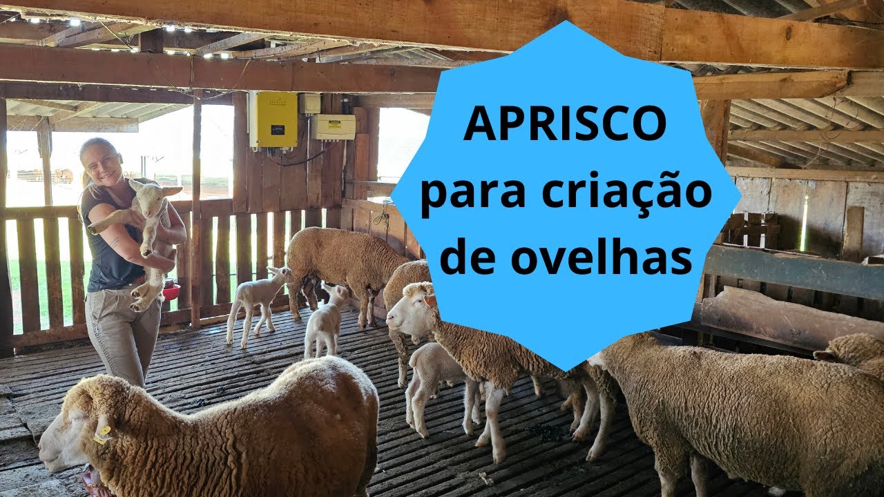 Construindo o aprisco : Dicas para um abrigo ideal para suas ovelhas