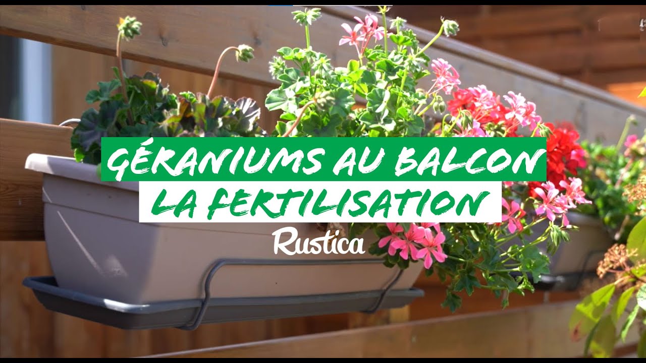 Des géraniums au balcon : 5 - Fertiliser le roi des balcons