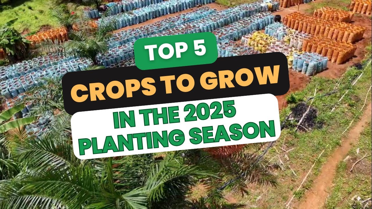 THESE ARE REASONS YOU SHOULD GROW THESE CROPS NEXT PLANTING SEASON/ top 5 crop picks for 2025.
