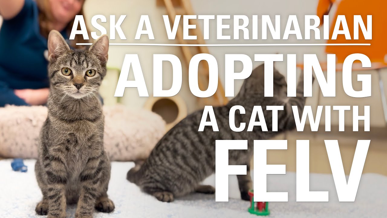 What to Know About Adopting a Cat with FeLV