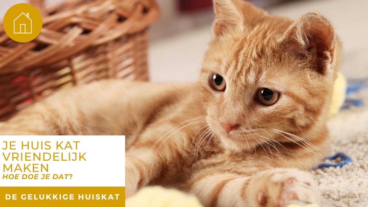 JE HUIS KATVRIENDELIJK MAKEN, HOE DOE JE DAT? - De gelukkige huiskat | Kattengedrag