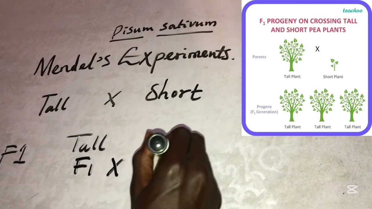 Mendel’s Experiment on Inheritance. Genetics For All. #LittleFreeAcademy #alevel #learning #stem