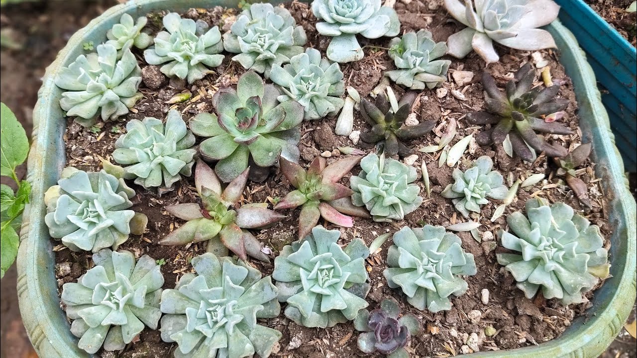 Lots of Propagation||•Merjhen's Garden