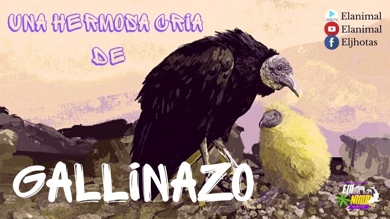 El gallinazo (una hermosa cría) #Elanimal