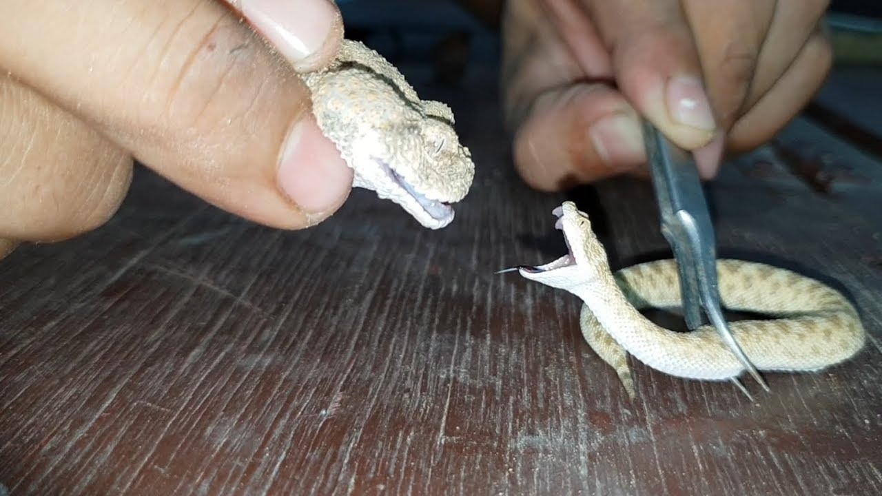 الحية القرعاء( Cerastes vipera )والفرق بينها وبين الحية المقرنة بدون قرون ( Cerastes cerastes)