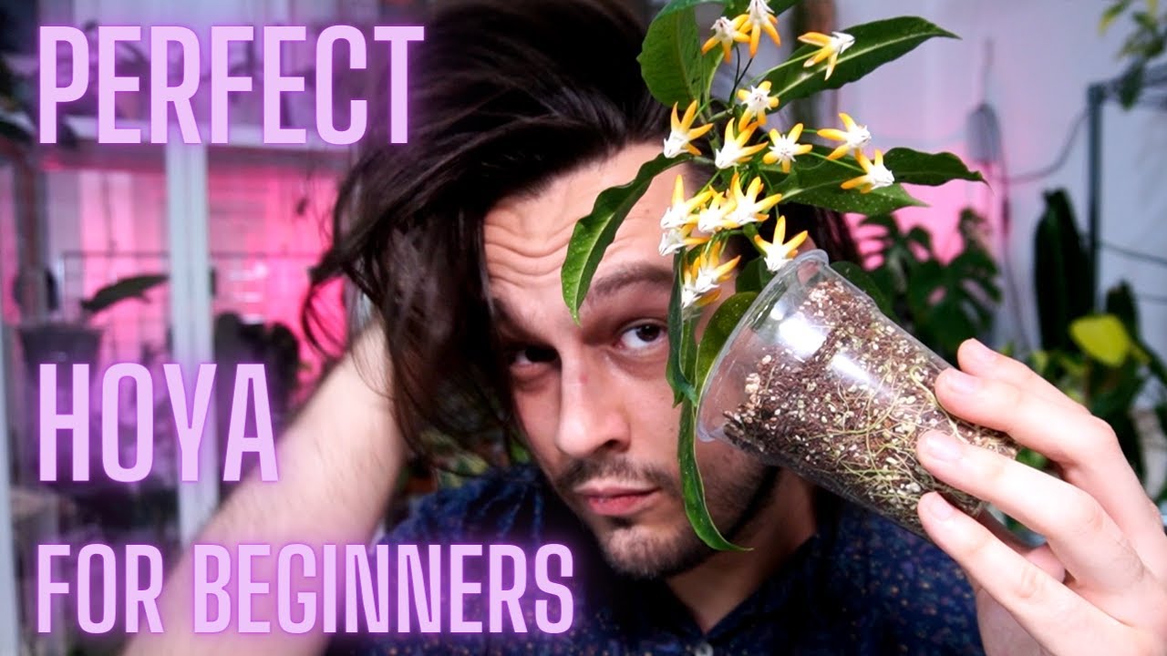 Идеальная хойя для новичков | Hoya multiflora