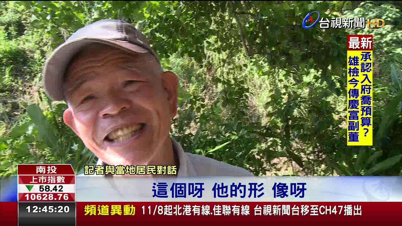 看見台灣!茄苳老樹洞似台灣遊客驚豔
