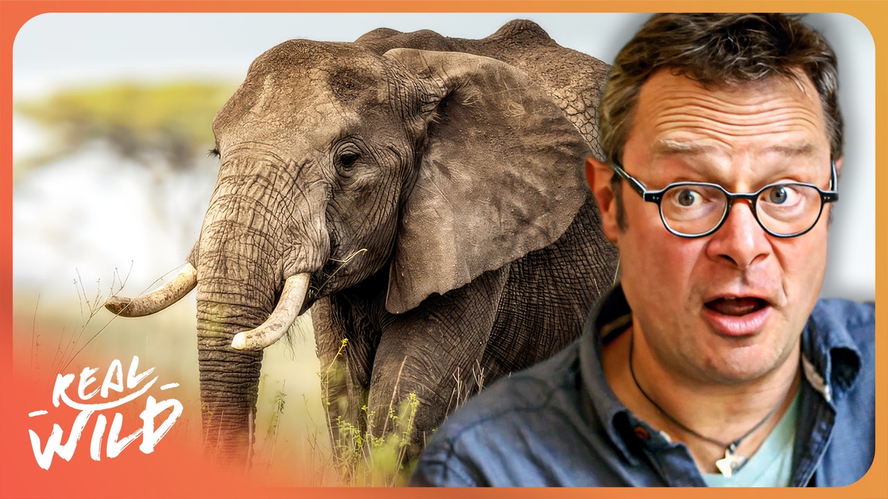 Exposing The Billion-Dollar Ivory Gangs With Hugh Fearnley-Whittingstall