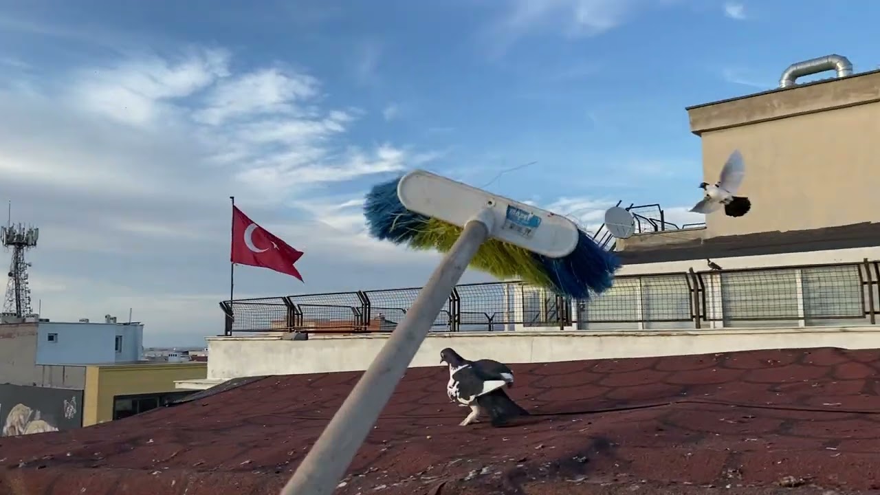 Çok Güzel 2 Kaçak Güvercin Daha Yakaladık