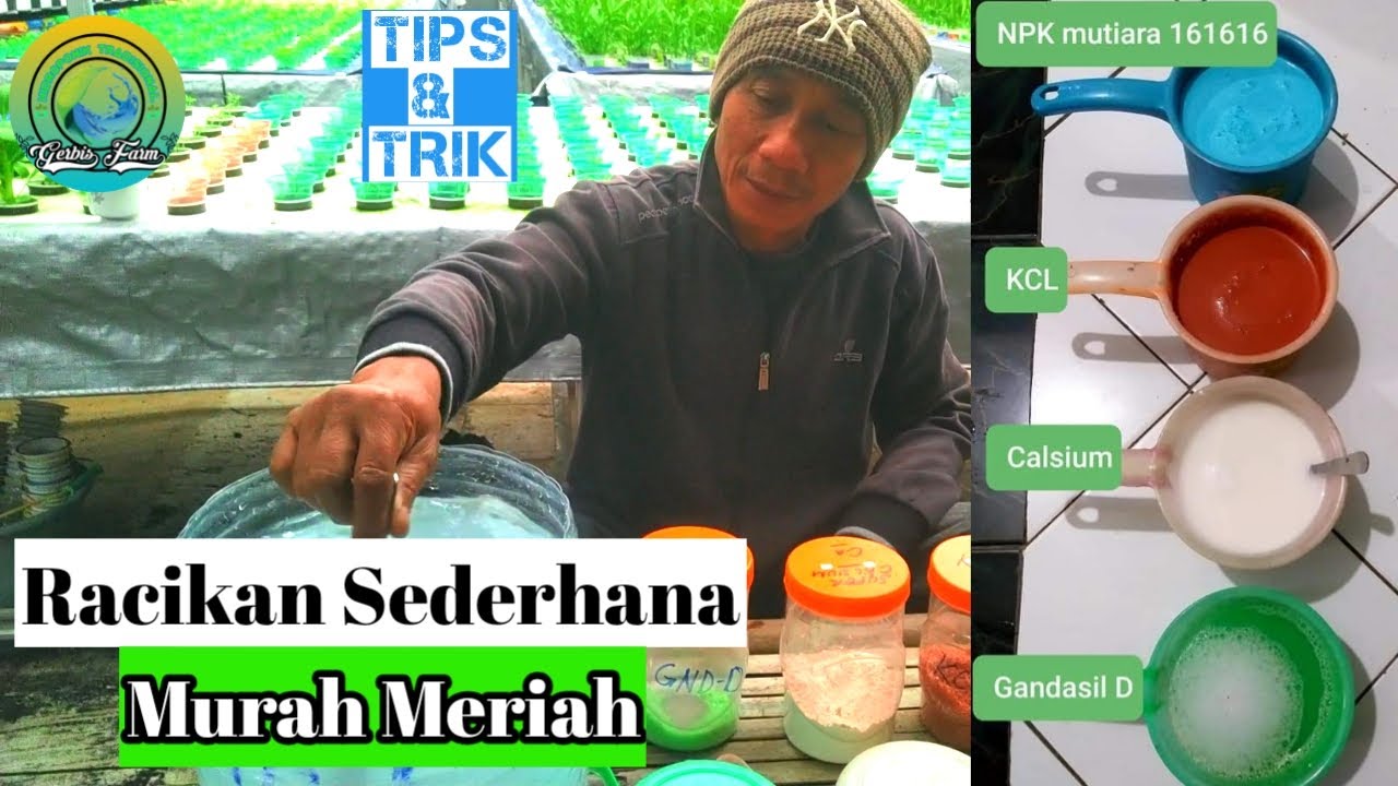 Cara membuat Nutrisi AB Mix Sendiri | Menggunakan bahan (NPK, KCL, kalsium, gandasil D)