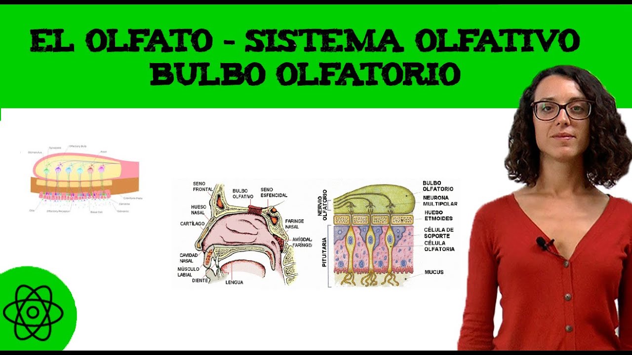 El olfato 👃 Sistema olfativo: bulbo olfatorio