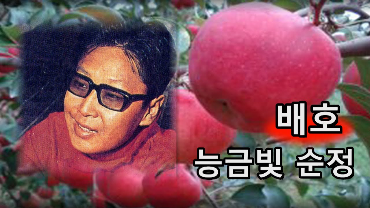 배호~능금빛 순정 1969