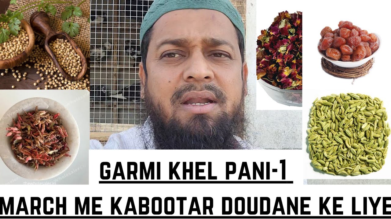 March Me Kabootar Doudane Ka Super Hit Khel Pani ||@pigeonscarefactory5328