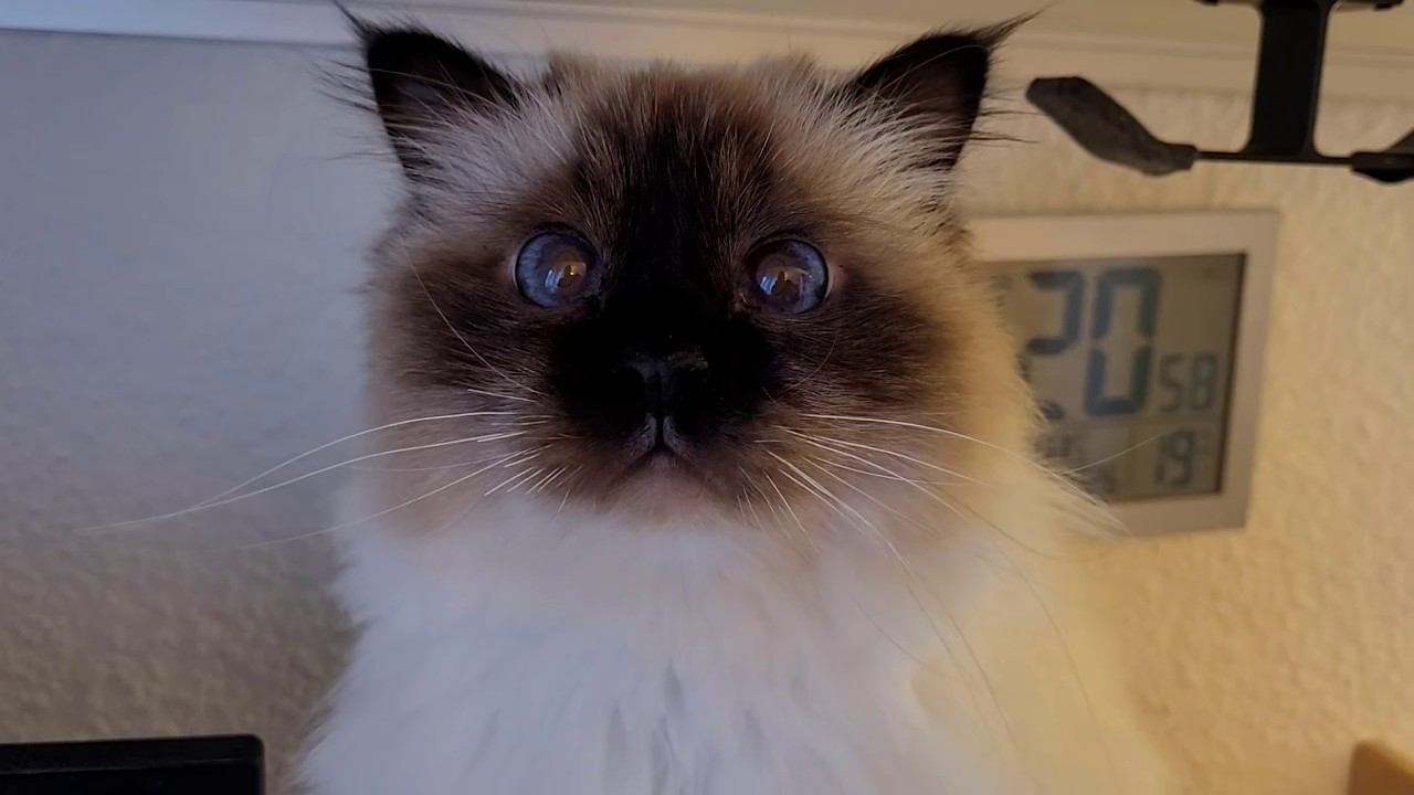 Sad Meows + Blue Hypnotic Eyes = Snacks