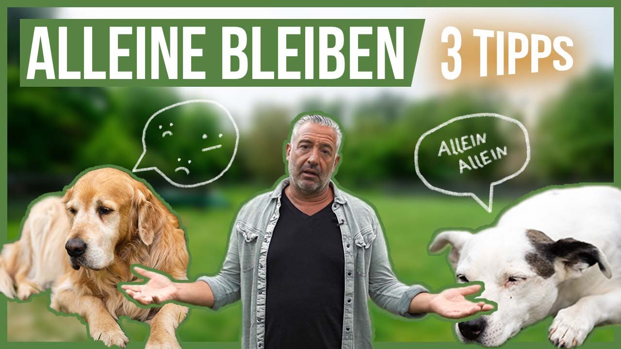 Entspannt ALLEINE bleiben 🤗 So lernt es dein Hund am BESTEN!