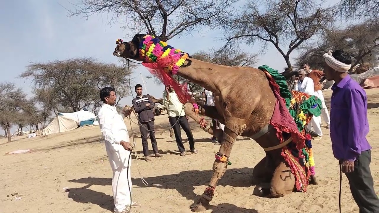 Sandar dans unt ka Gogamedi mele me 
