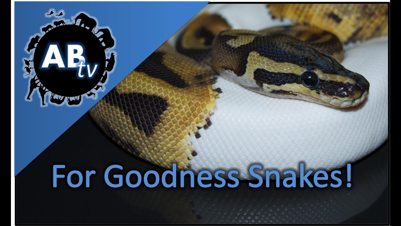 For Goodness Snakes :SnakeBytesTV : AnimalBytesTV