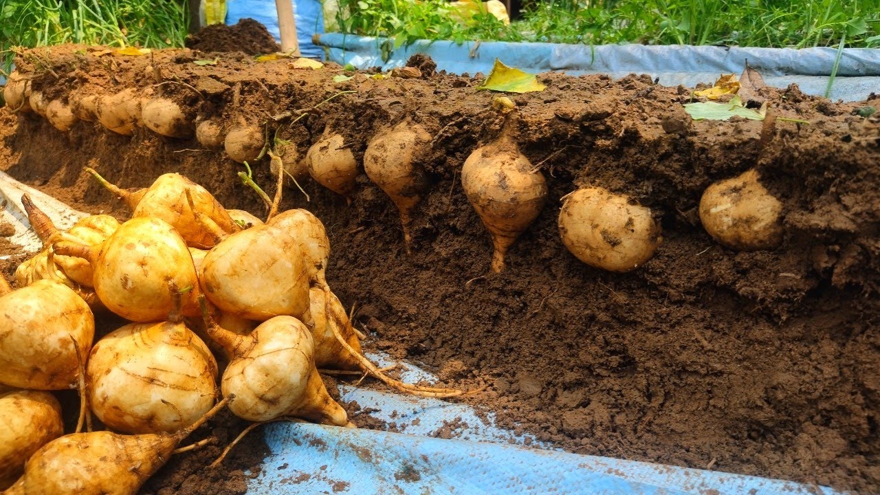How to grow jicama fruit at home | Easy and simple method to grow Juicy potatoes at home