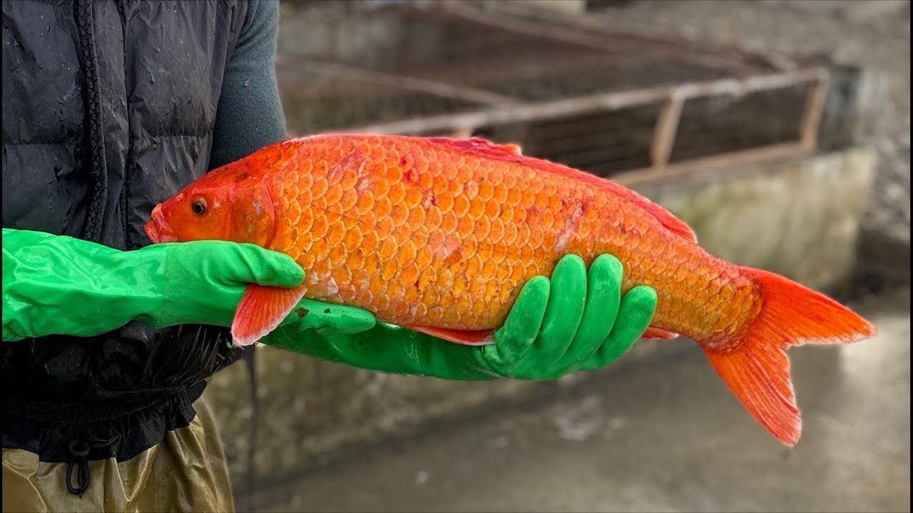 Star_fishss в прямом эфире!🌏🐟🇺🇿fishss world