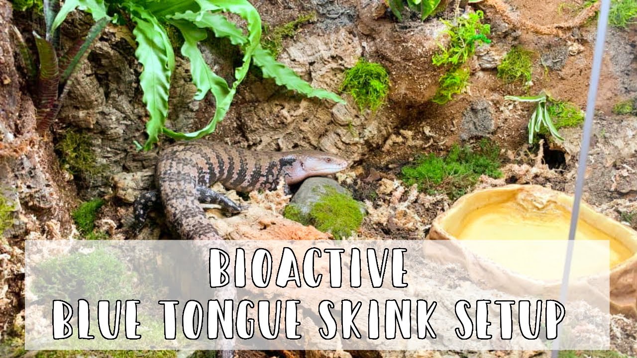 Setting up a Bioactive Blue Tongue Skink Enclosure! // DIY Reptile Background