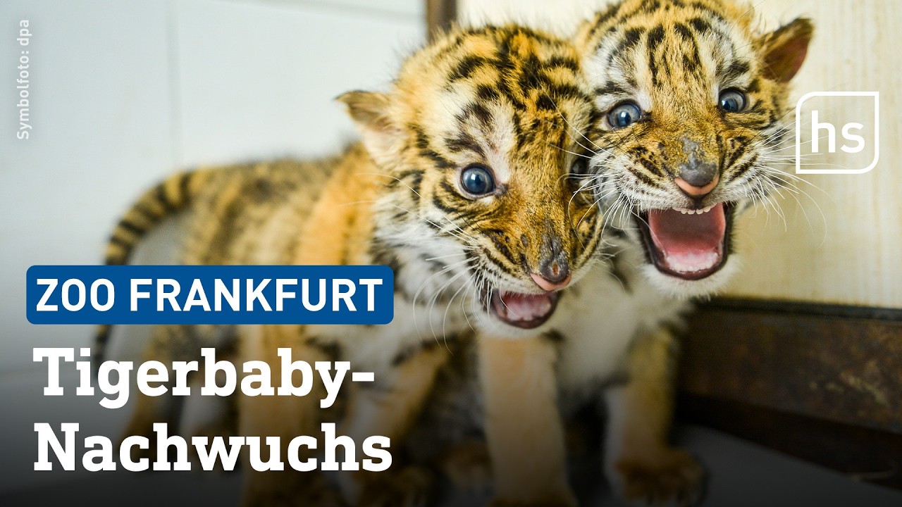 Sooo süß: Zwei Tigerbabys im Frankfurter Zoo geboren | hessenschau