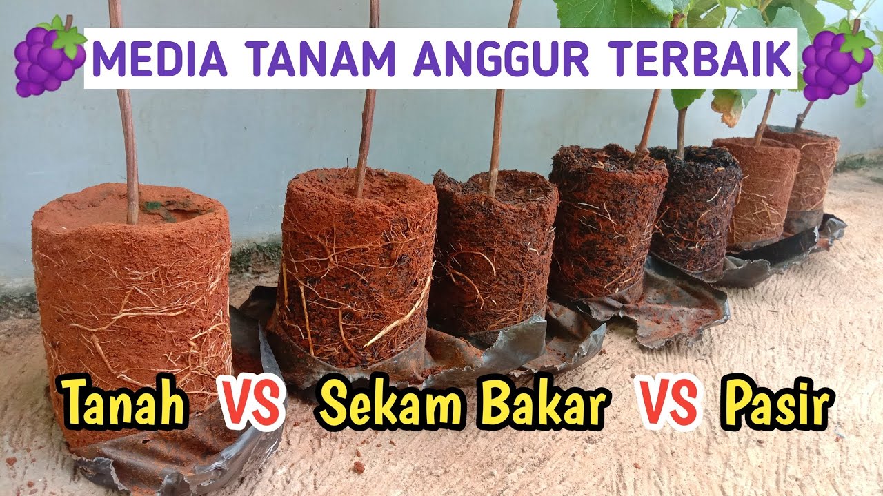 Media Tanam Terbaik Untuk Pohon Anggur Import | Subur dan Cepat Berbuah