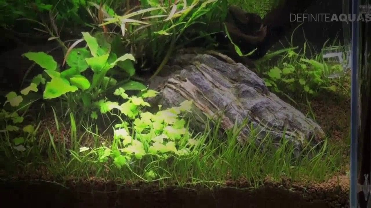 Aquatics Live 2011   part 3, aquariums of UKAPS 720p 30fps H264 152kbit AAC