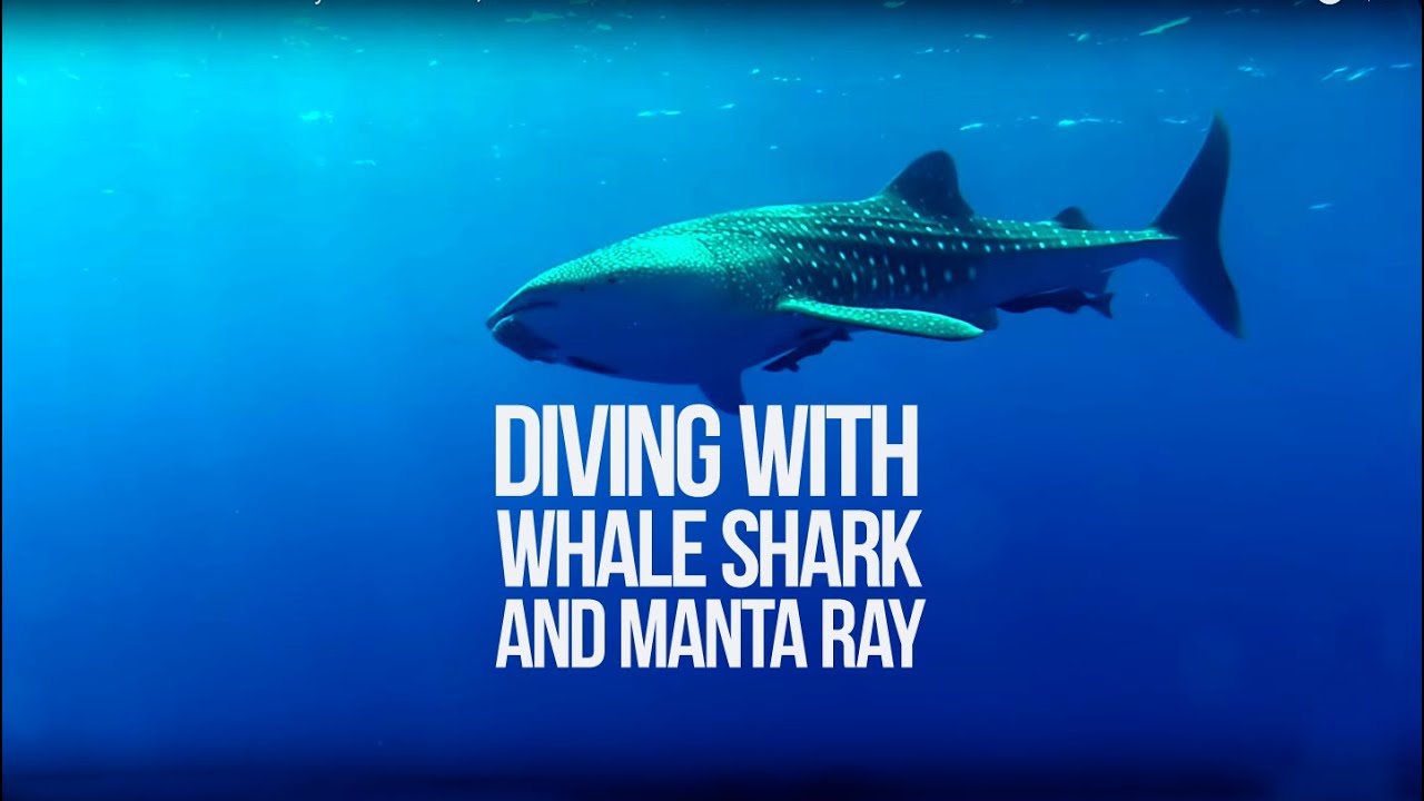Whale Shark & Manta Ray- Bat Islands, Costa Rica