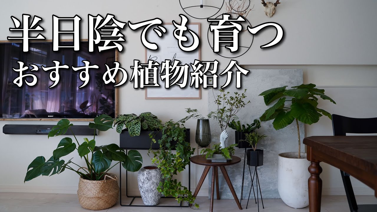 半日陰でもすくすく育つおすすめの植物７選