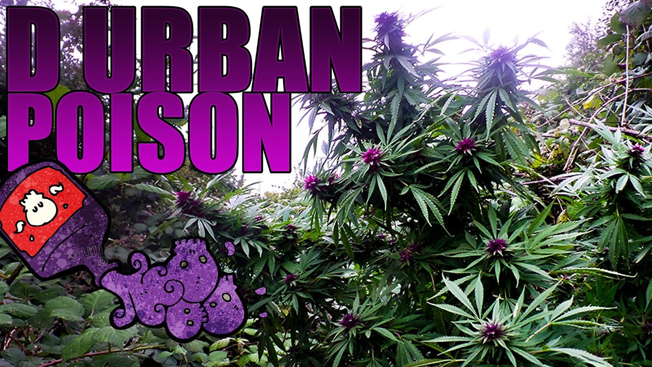 Durban Poison Guerilla Grow - From Seed to Harvest