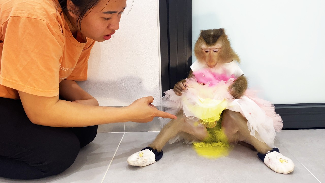 OMG...! Monkey Lyly had an accident and got her beautiful dress dirty, and the way she handled it!
