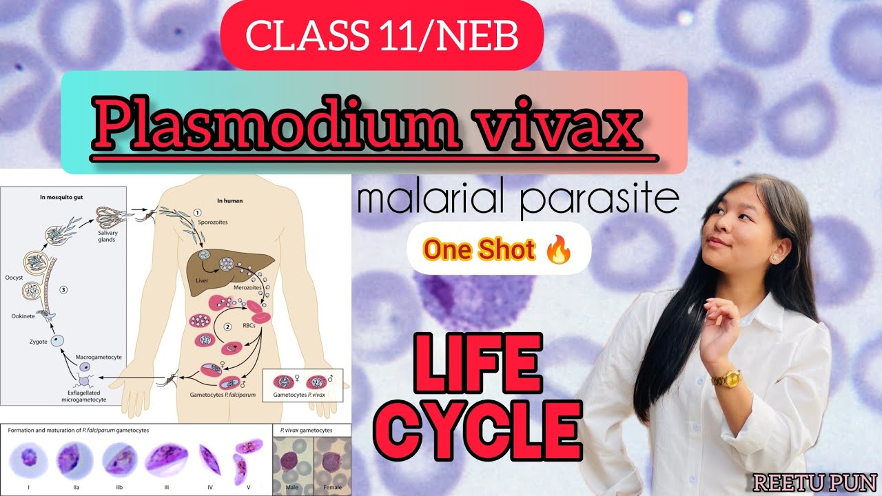 Plasmodium|| Life cycle of plasmodium vivax in Nepali|| Class 11-NEB/CEE || Reetu Pun 