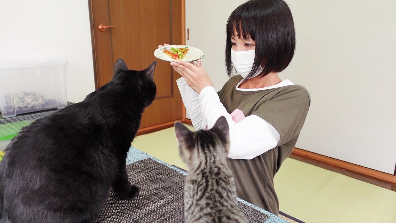 子猫と黒猫と過ごす休日/寝起きにおっぱいを探す子猫と、みんなを毛繕いするクロ
