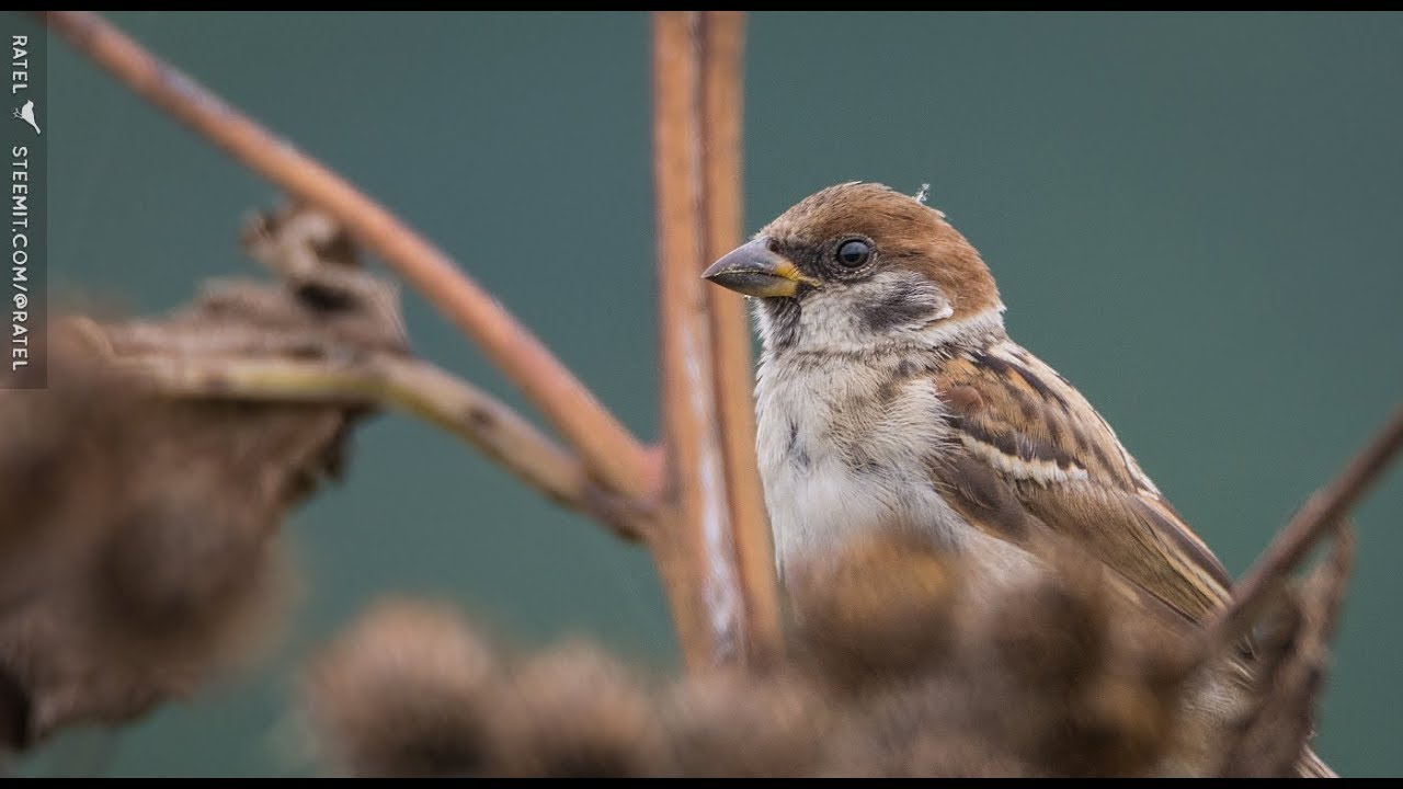 The Eurasian tree sparrow (Passer montanus)