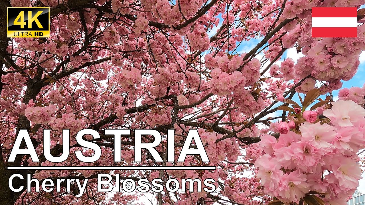 4K Austria | Cherry Blossoms 2022 | City