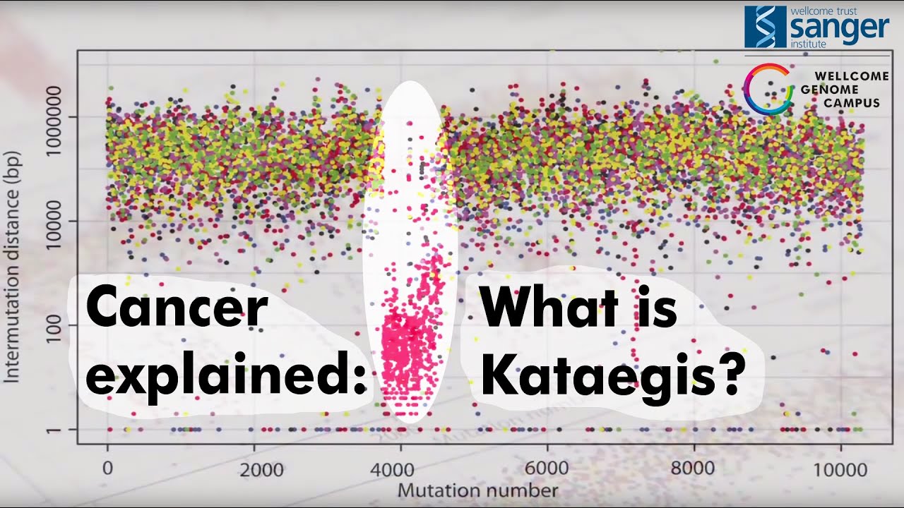 What is Kataegis? - Sanger Institute