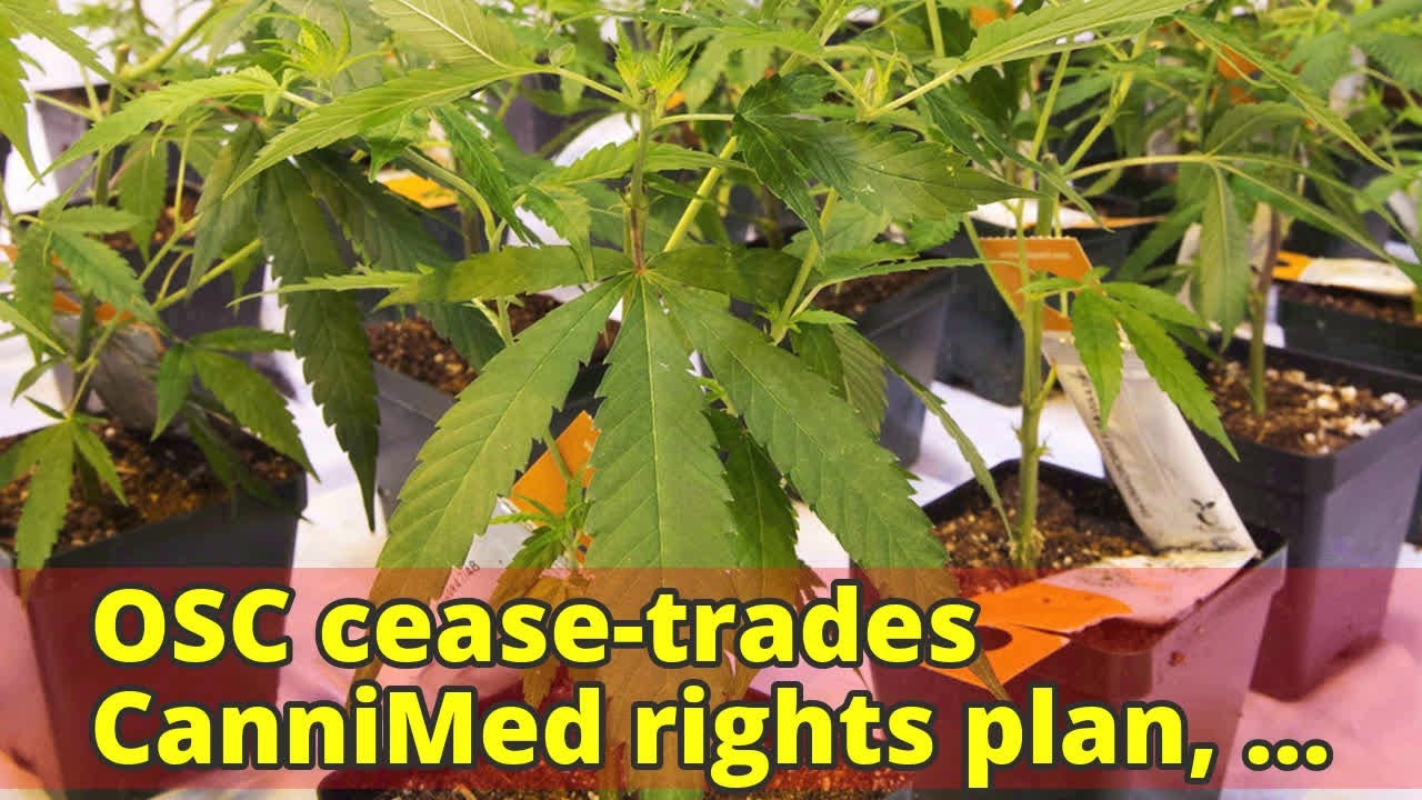 OSC cease-trades CanniMed rights plan, orders Aurora to amend disclosures
