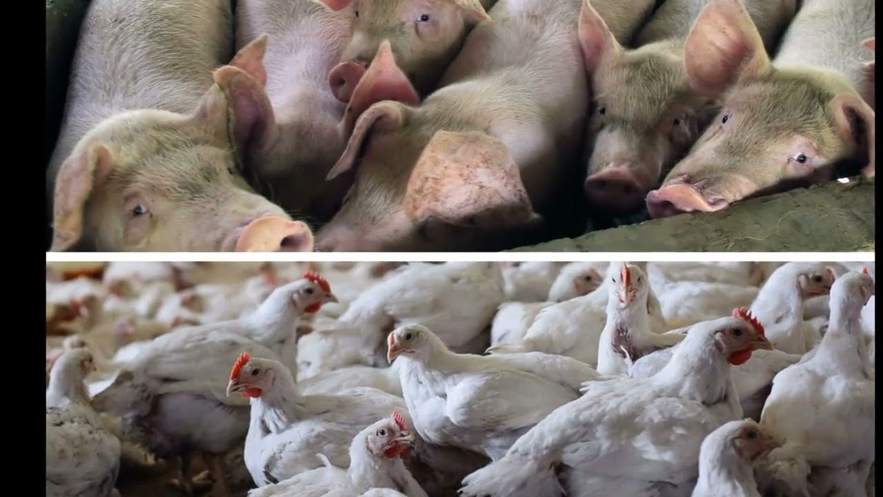 Challenges to growing animal welfare restrictions found 'largely unsuccessful'