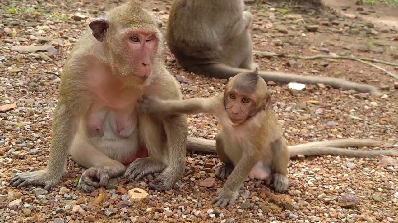 Spoil baby monkey cry cry & screaming loudly trying to milk