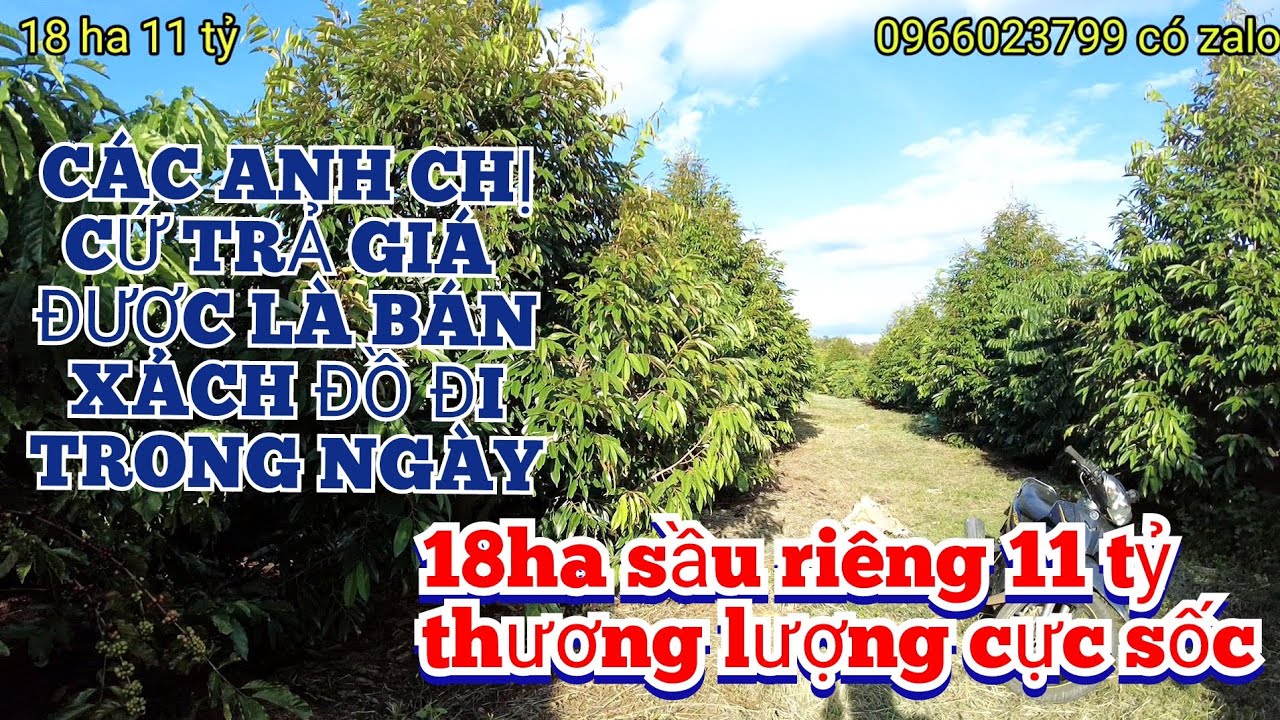 Cần bán nhanh 18 ha sầu riêng 11 tỷ thương lượng mạnh.