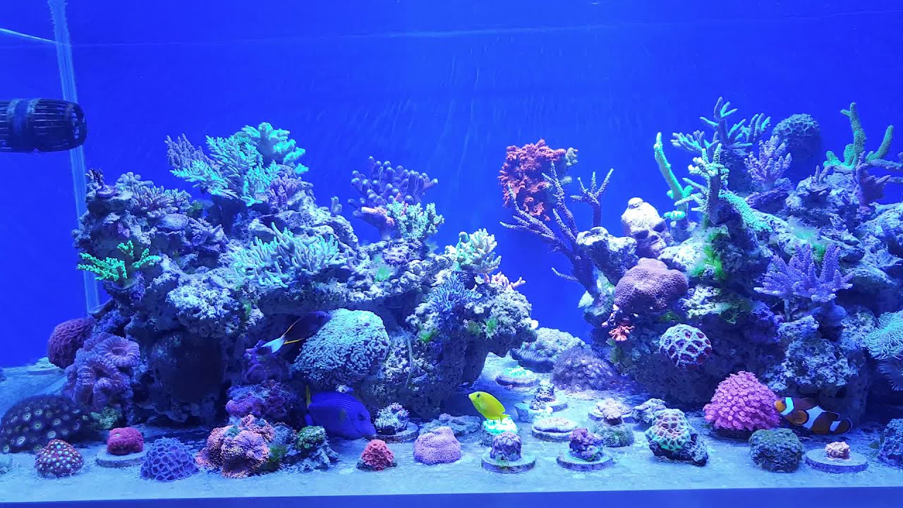Piratereef. Ctenochaetus tominiensis, Acanthurus olivaceus